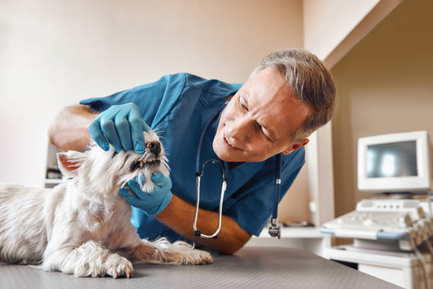 Best Emergency Root Canal Treatment in New Paris, OH